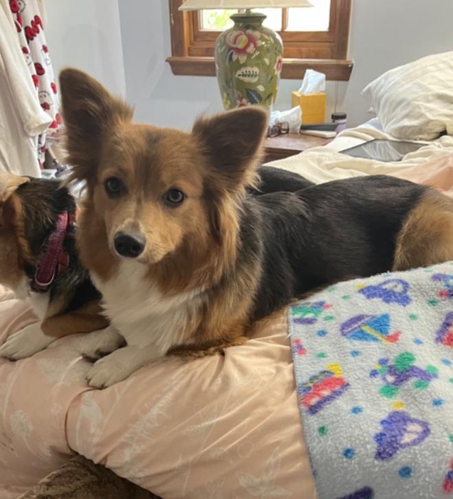 Fiona, Adopted, Adult Female Corgi.