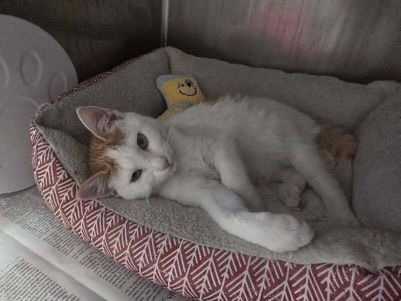 Wrangler, Adoptable, Young Female Domestic Short Hair.