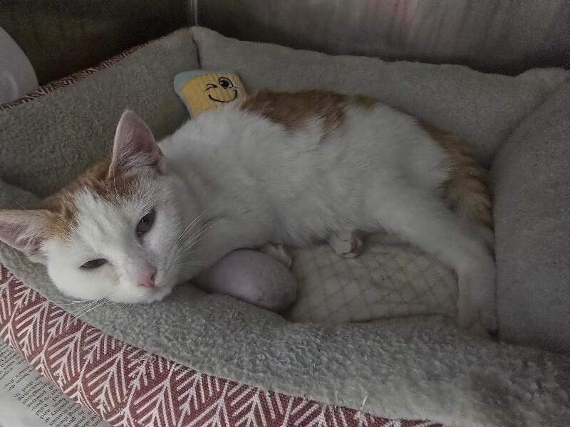 Wrangler, a Adoptable Domestic Short Hair in Cortland, NY image 2/2