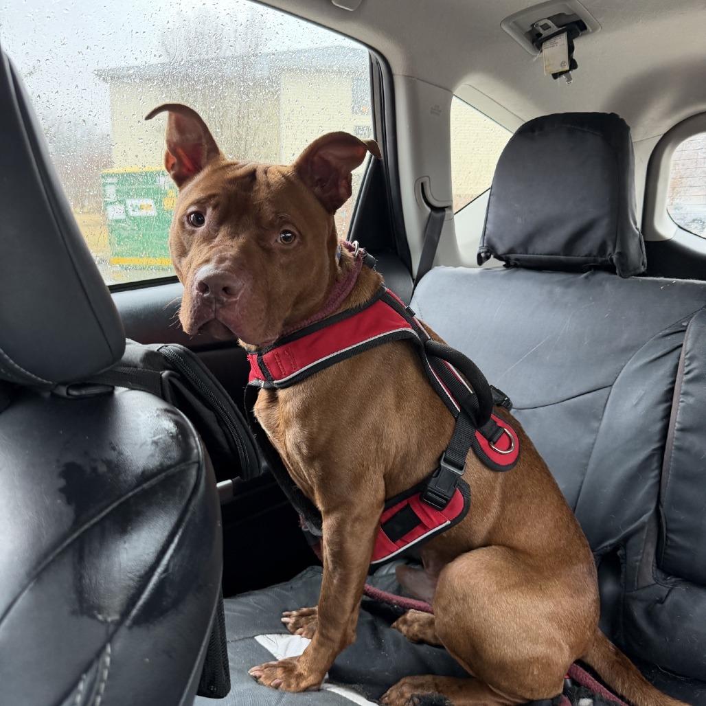 Ferret, Adoptable, Adult Male Pit Bull Terrier.