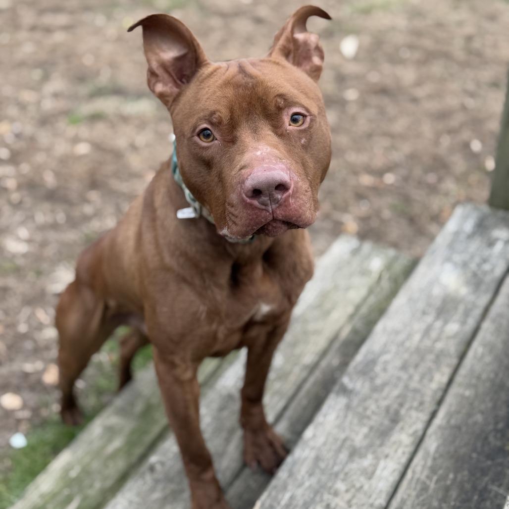 Enlarge Ferret, a Adoptable Pit Bull Terrier in Ridgely, MD image 2/6