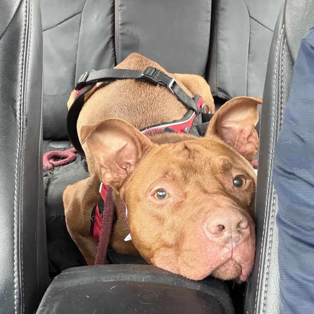 Enlarge Ferret, a Adoptable Pit Bull Terrier in Ridgely, MD image 3/6