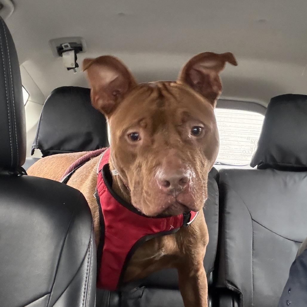Enlarge Ferret, a Adoptable Pit Bull Terrier in Ridgely, MD image 4/6