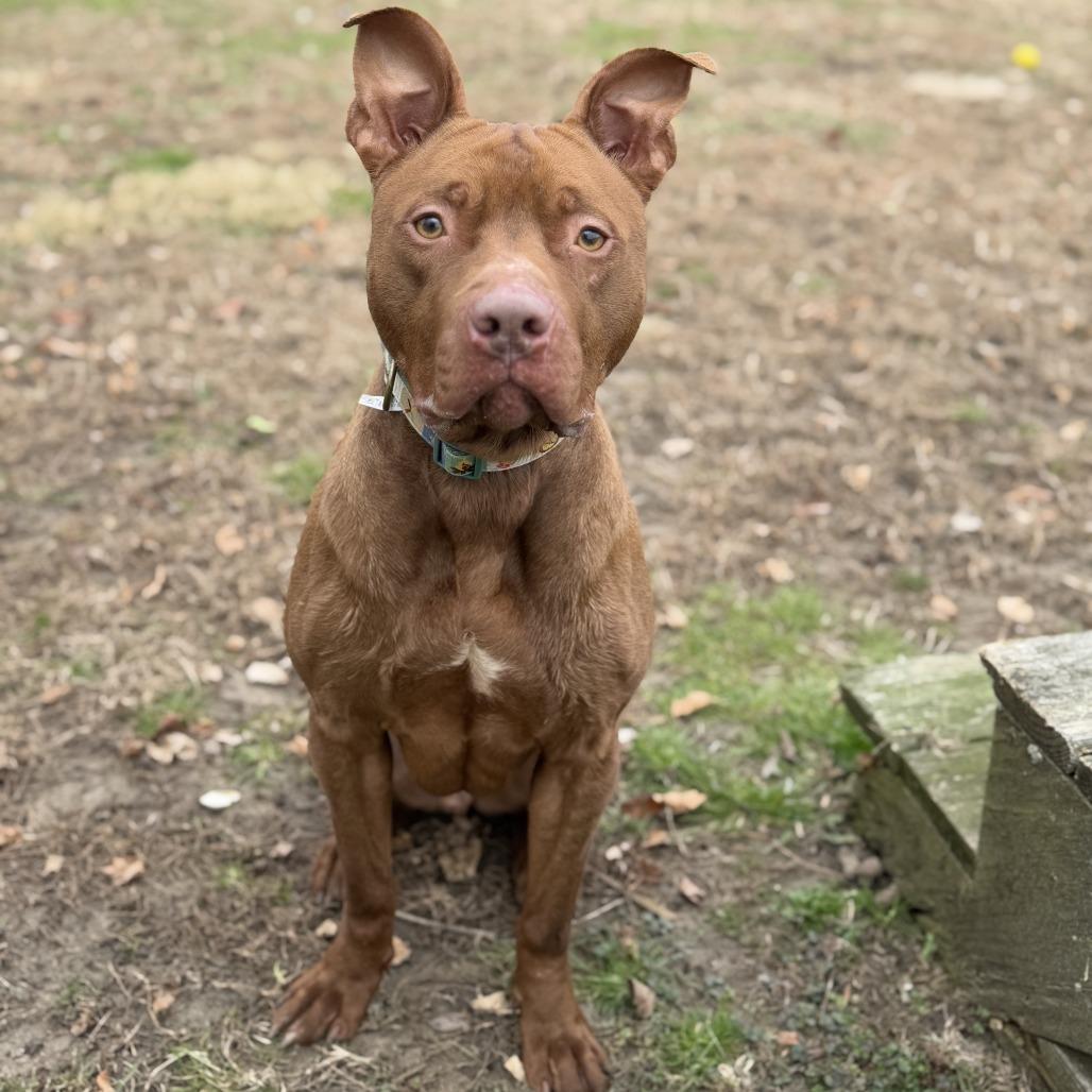 Enlarge Ferret, a Adoptable Pit Bull Terrier in Ridgely, MD image 5/6