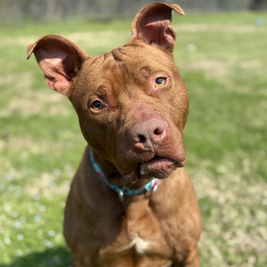 Enlarge Ferret, a Adoptable Pit Bull Terrier in Ridgely, MD image 6/6