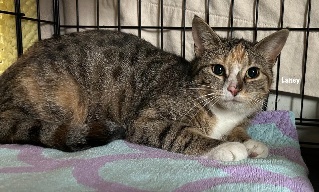 82-Laney Mar (mom), Adoptable, Young Female Domestic Short Hair.