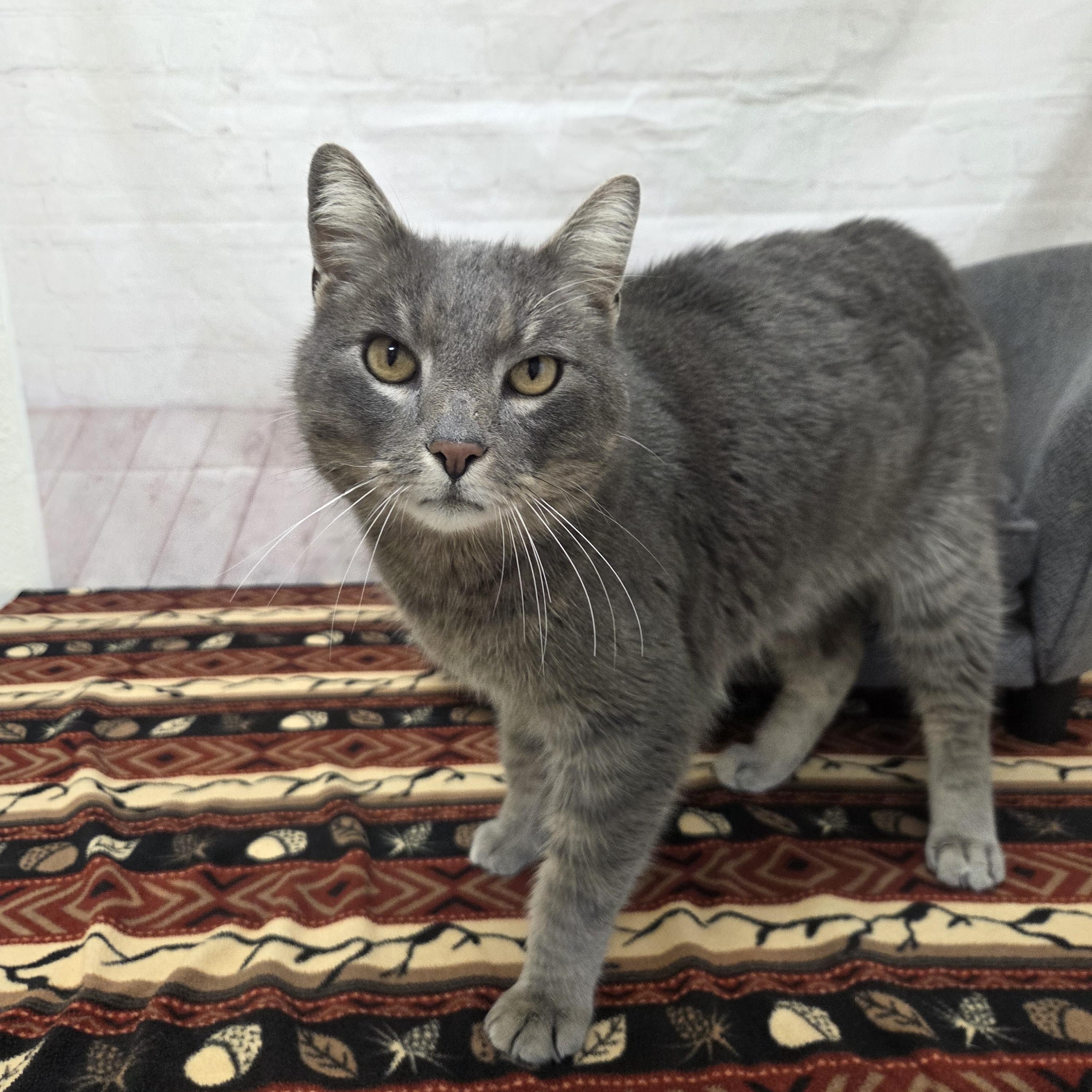 Grayson, Adoptable, Adult Male Domestic Short Hair.
