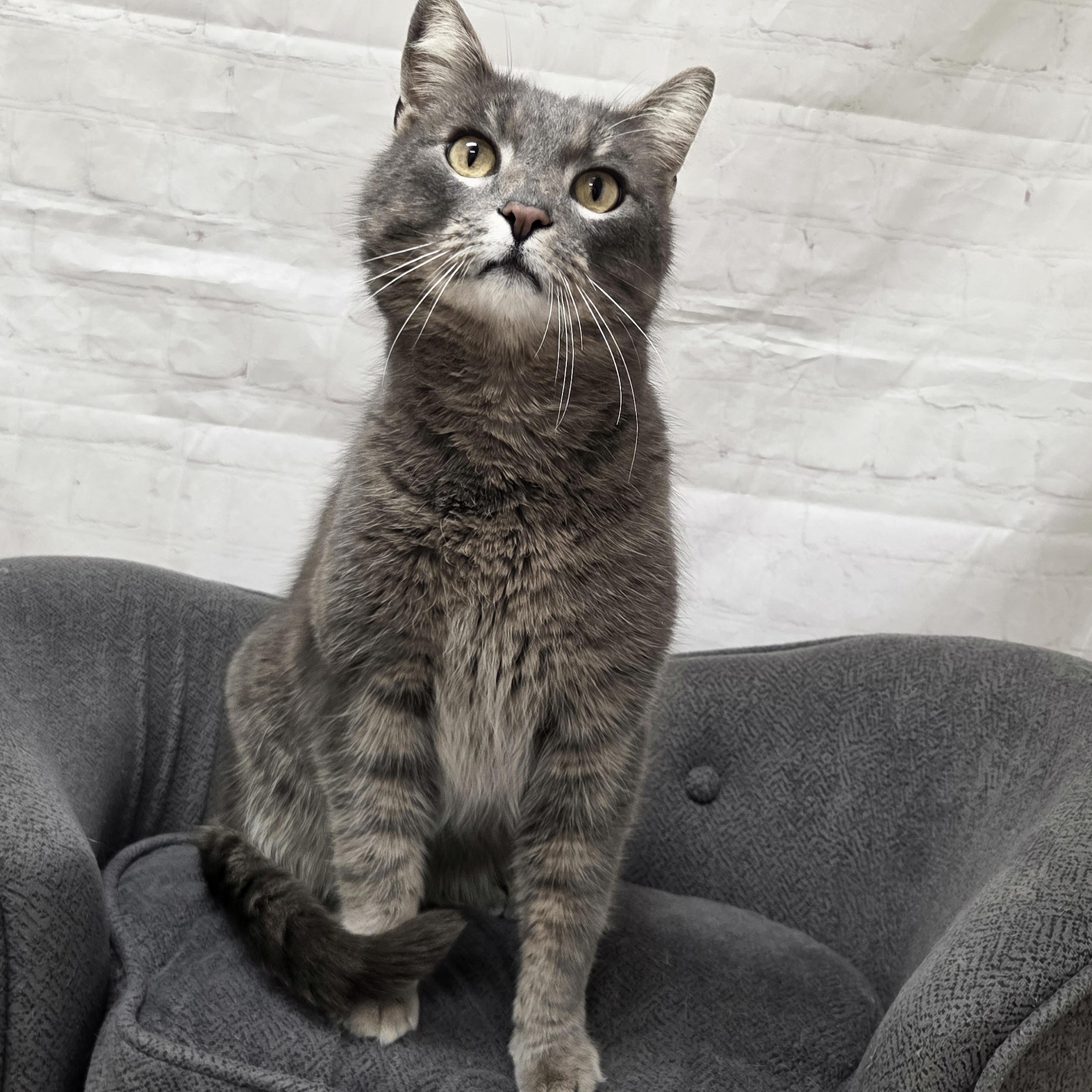 Enlarge Grayson, a Adoptable Domestic Short Hair in Red Wing, MN image 2/3