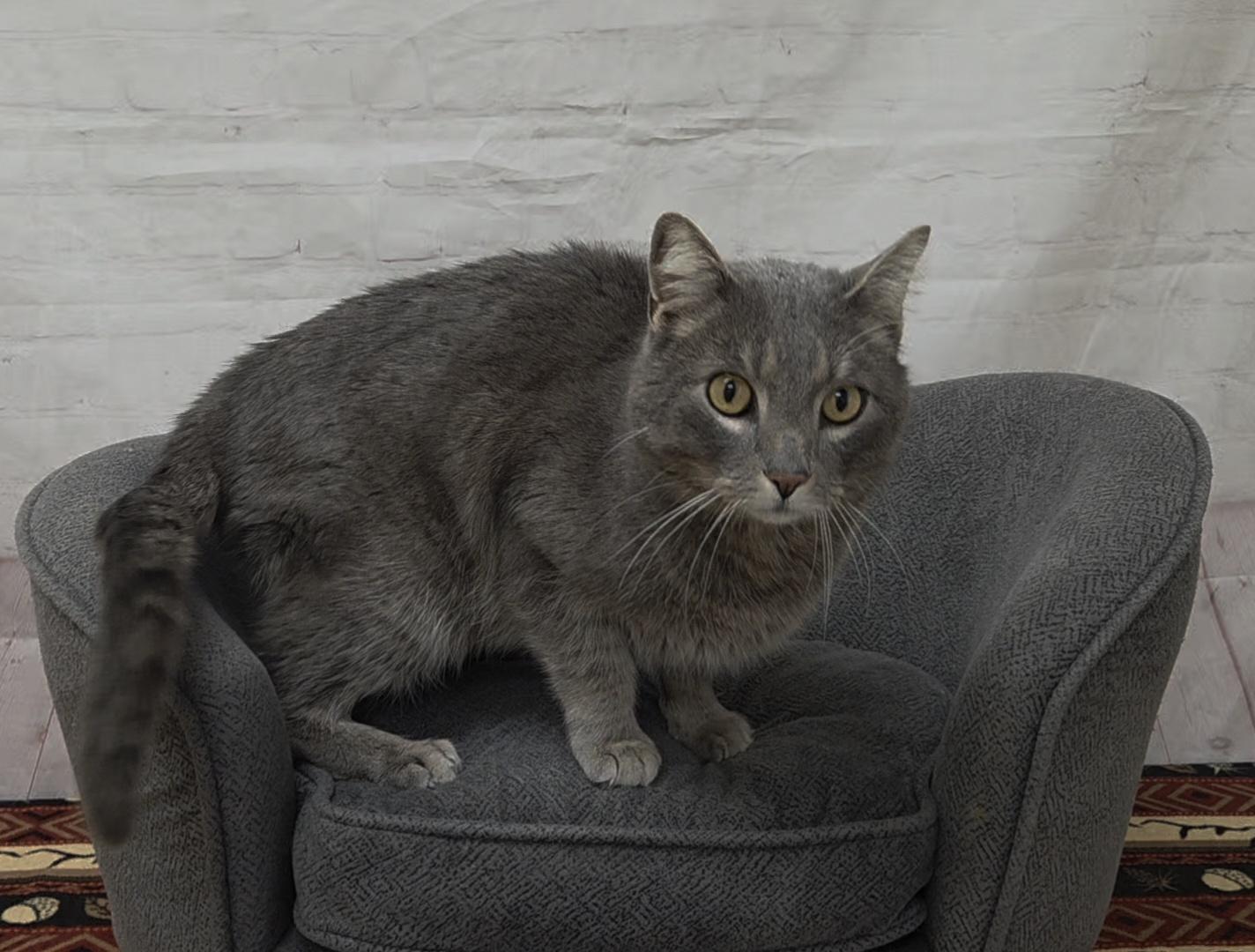 Enlarge Grayson, a Adoptable Domestic Short Hair in Red Wing, MN image 3/3