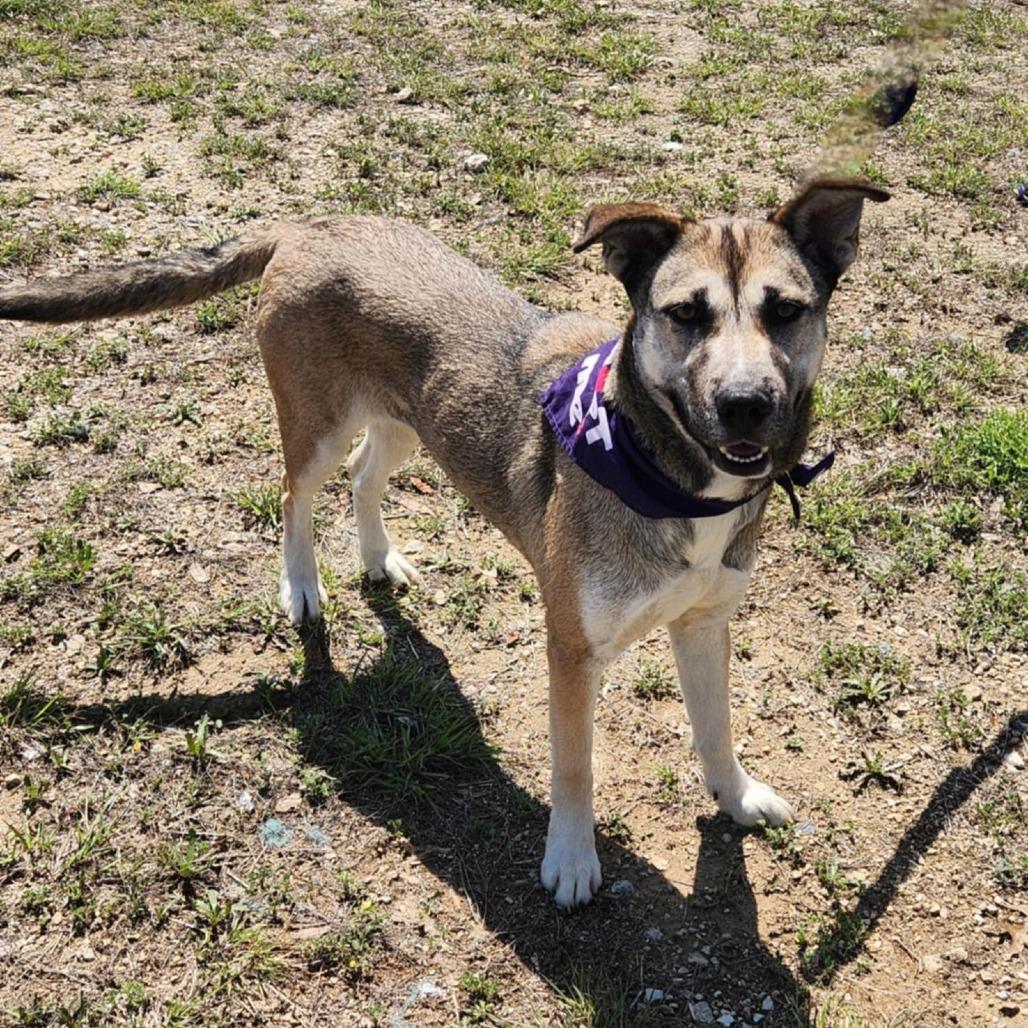 Sasha JuM, a Adoptable mixed breed in Von Ormy, TX image 3/5