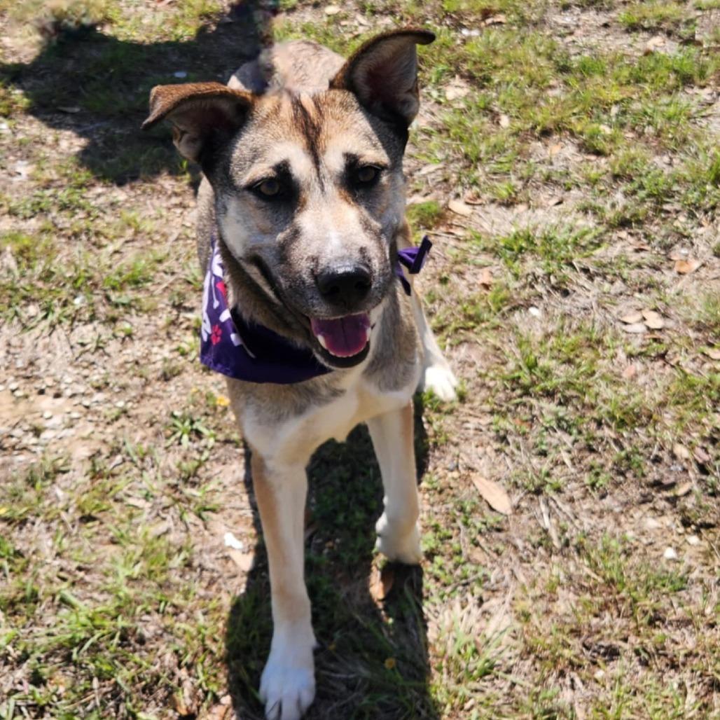 Sasha JuM, a Adoptable mixed breed in Von Ormy, TX image 4/5