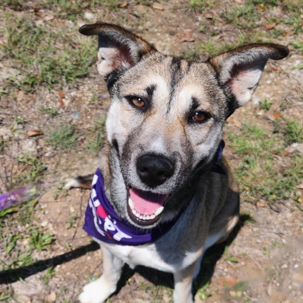 Sasha JuM, a Adoptable mixed breed in Von Ormy, TX image 1/5