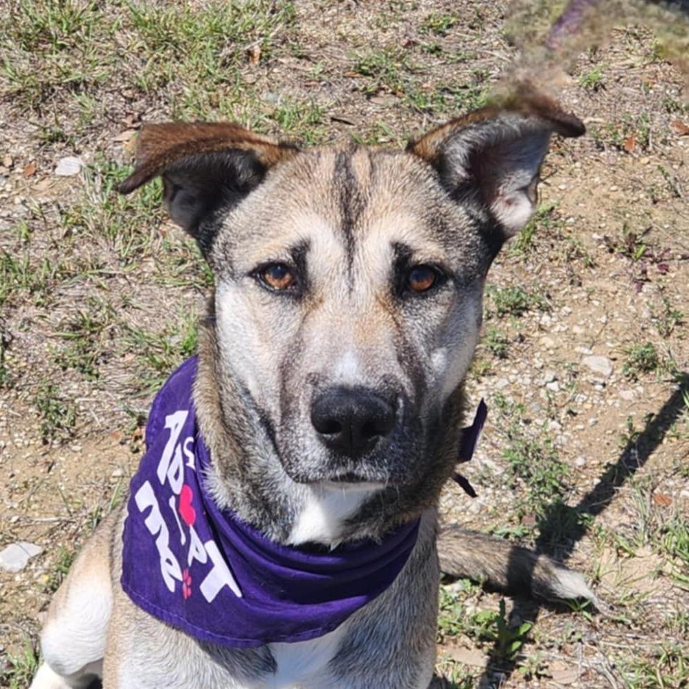 Sasha JuM, a Adoptable mixed breed in Von Ormy, TX image 2/5