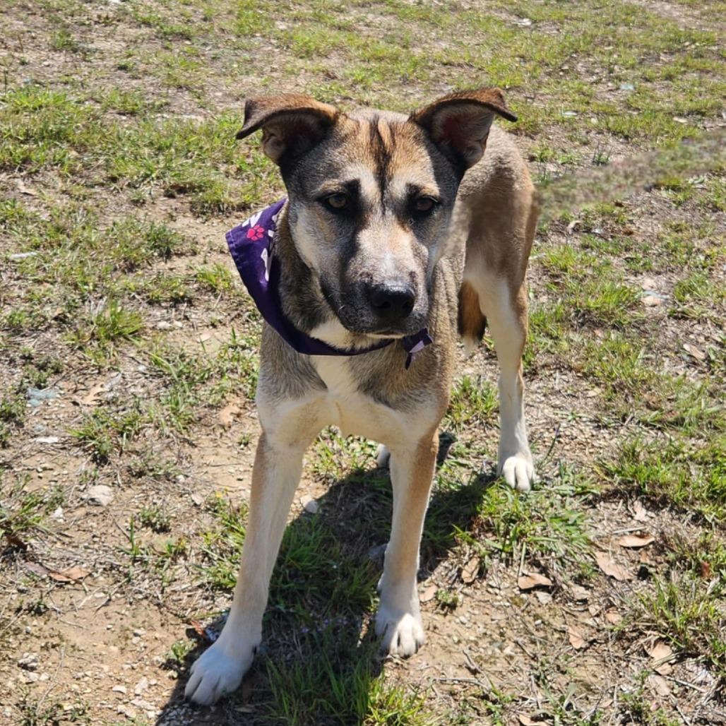 Sasha JuM, a Adoptable mixed breed in Von Ormy, TX image 5/5