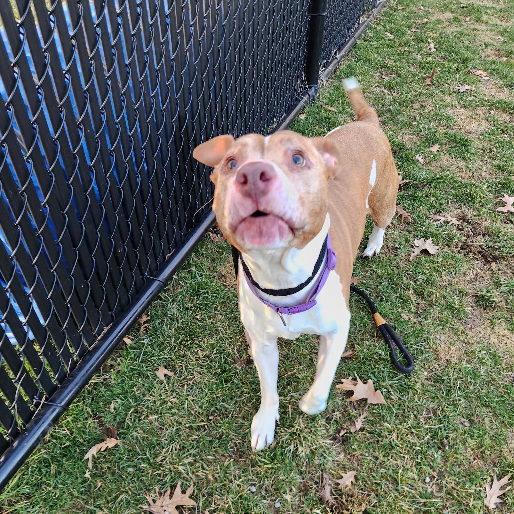 Enlarge Phoenix, a Adoptable Pit Bull Terrier in Fort Wayne, IN image 1/3