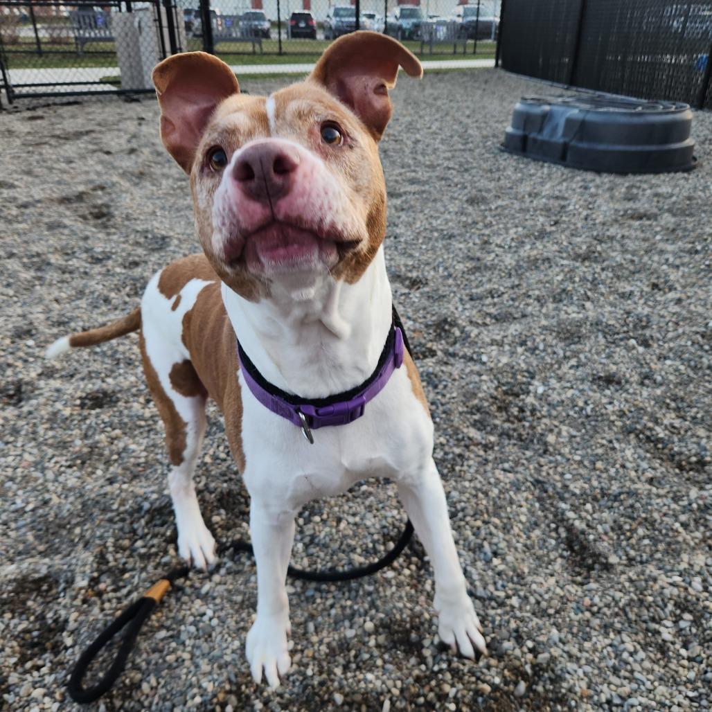 Enlarge Phoenix, a Adoptable Pit Bull Terrier in Fort Wayne, IN image 3/3