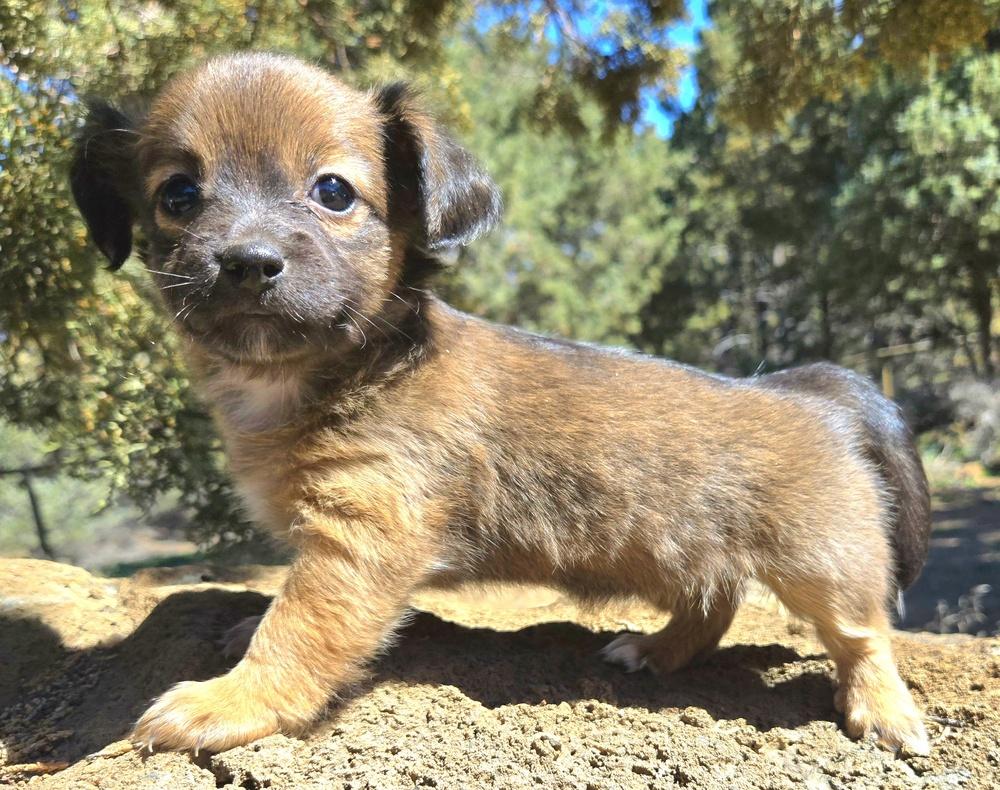 Enlarge Peeps, a Adoptable mixed breed in Bend, OR image 3/3
