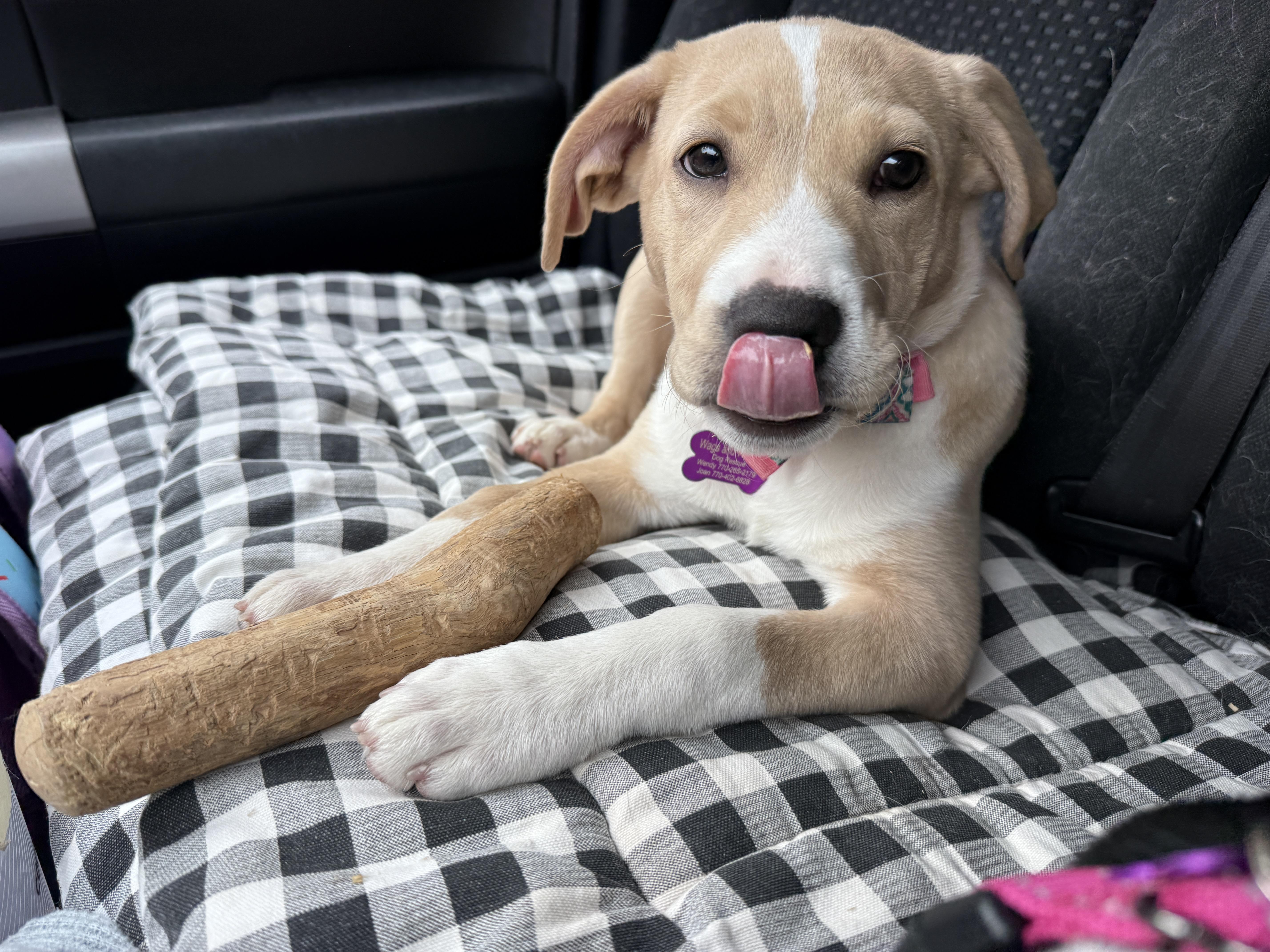 Enlarge Astra, a Adoptable mixed breed in Cumming, GA image 3/6