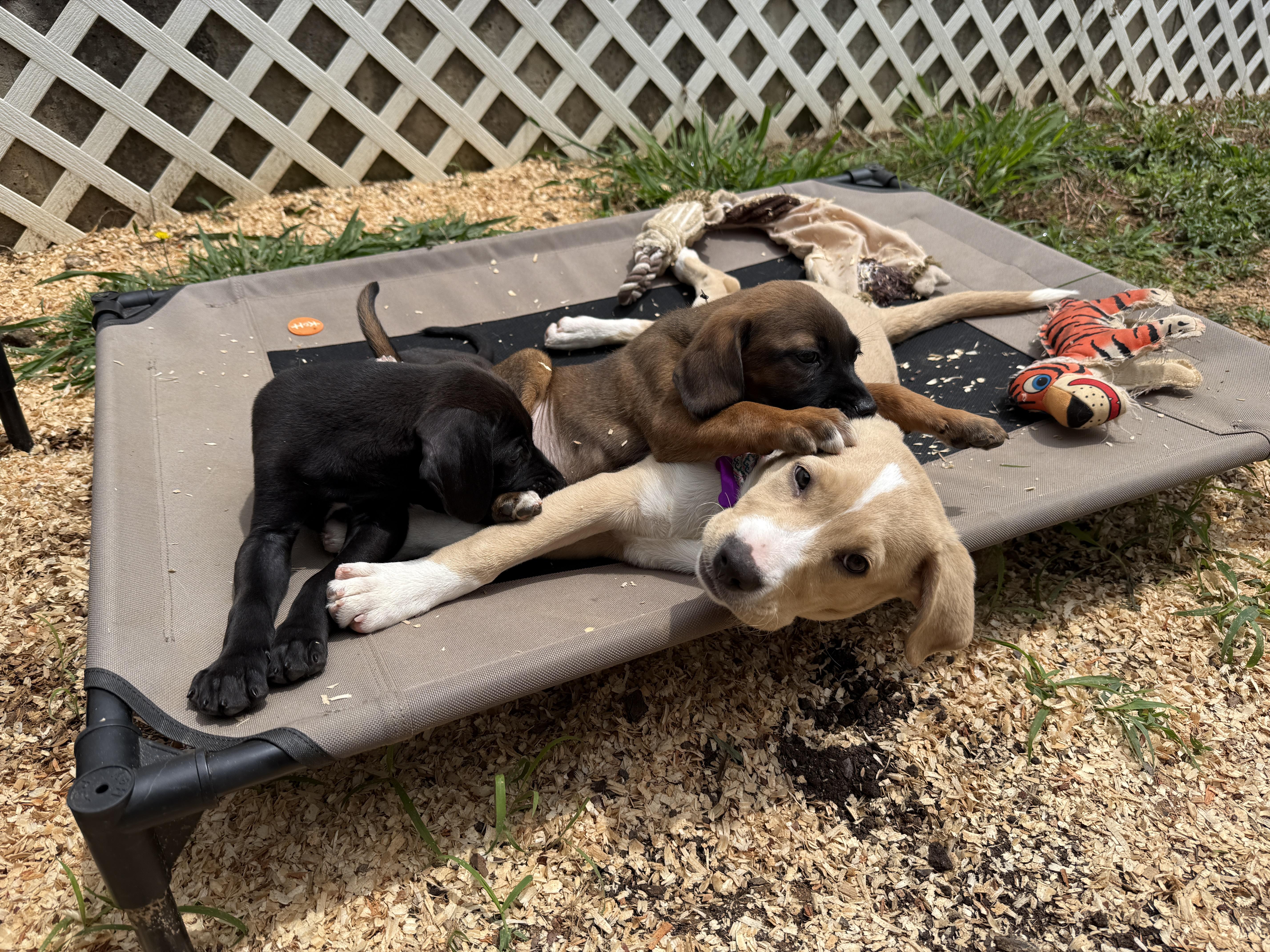 Enlarge Astra, a Adoptable mixed breed in Cumming, GA image 4/6