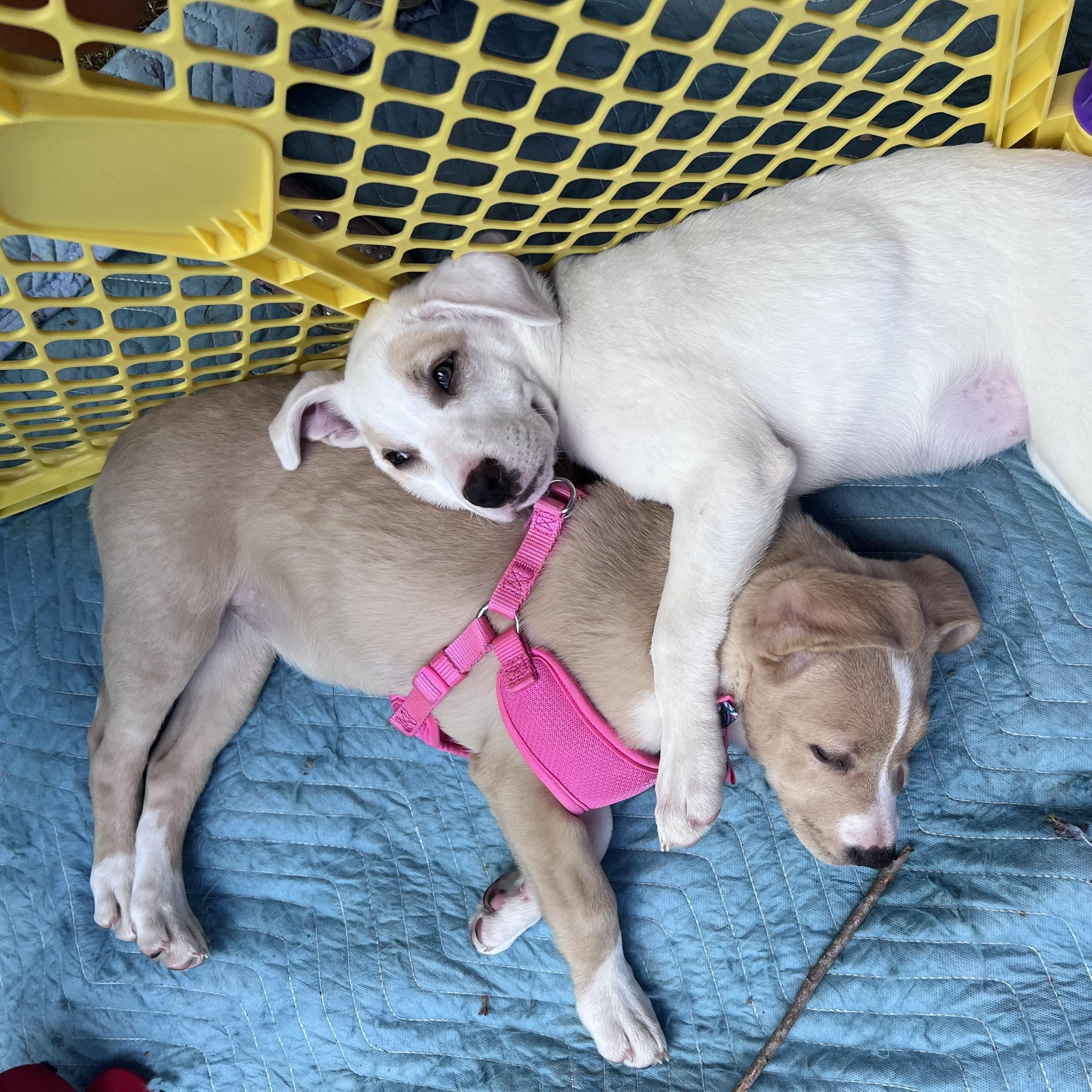 Enlarge Astra, a Adoptable mixed breed in Cumming, GA image 2/6