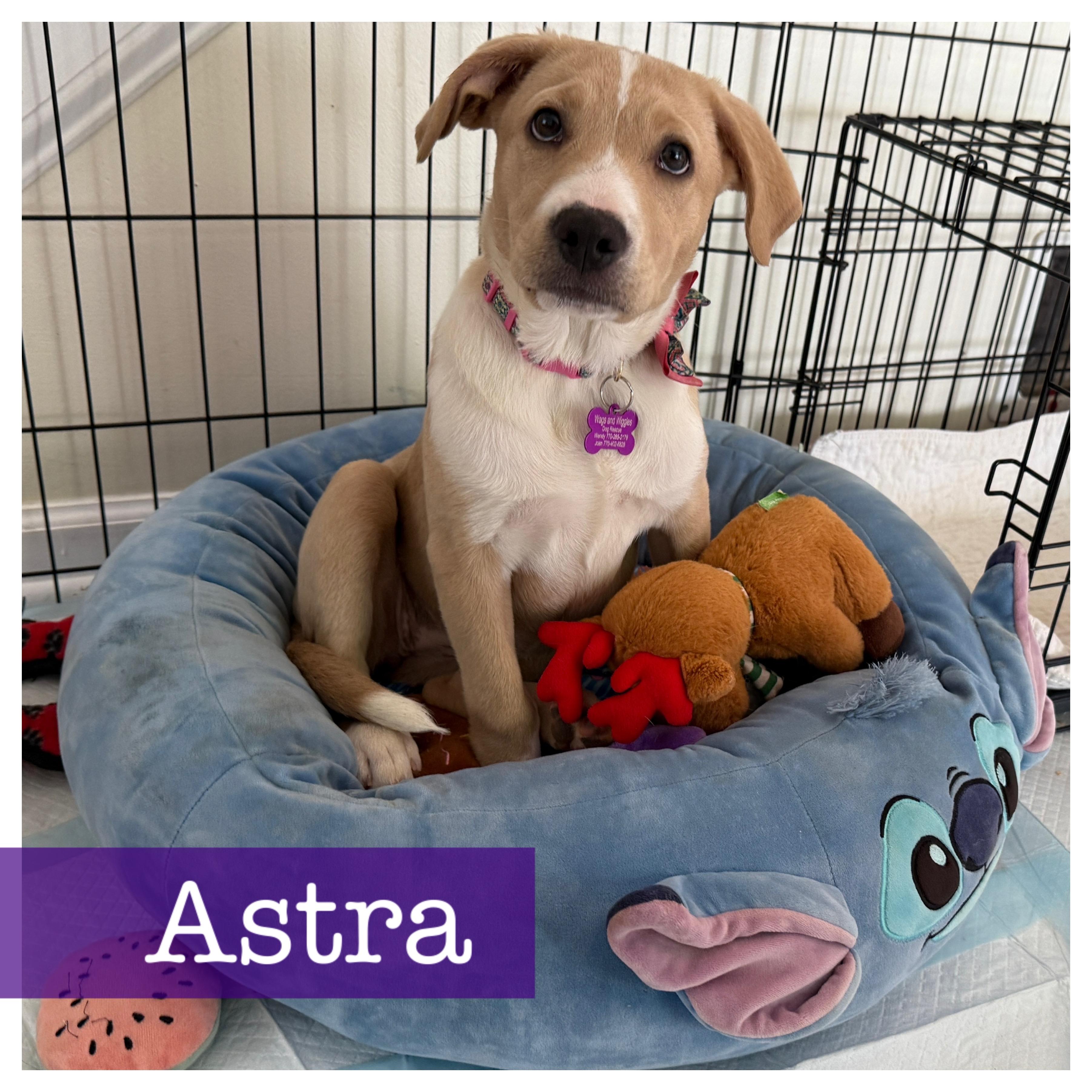 Enlarge Astra, a Adoptable mixed breed in Cumming, GA image 1/6