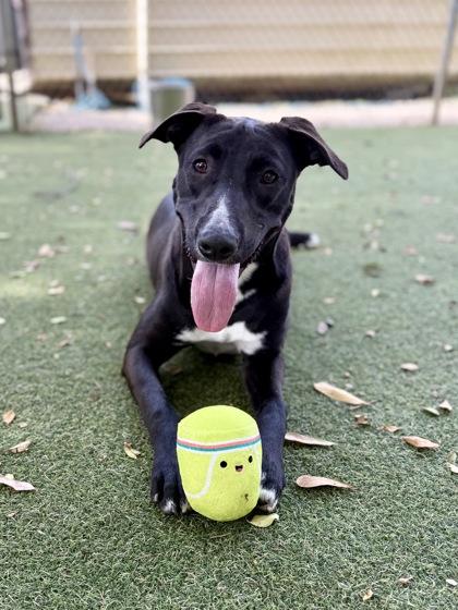 Kraken, Adoptable, Young Female Labrador Retriever & Mixed Breed.