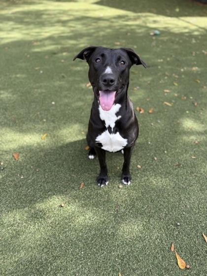 Kraken, Adoptable, Young Female Labrador Retriever & Mixed Breed.