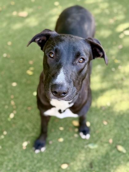 Kraken, Adoptable, Young Female Labrador Retriever & Mixed Breed.