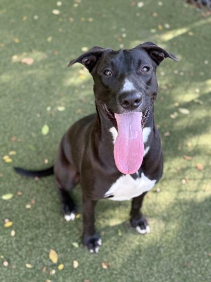 Enlarge Kraken, a Adoptable mixed breed in Picayune, MS image 2/3