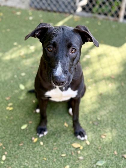 Enlarge Kraken, a Adoptable mixed breed in Picayune, MS image 3/3