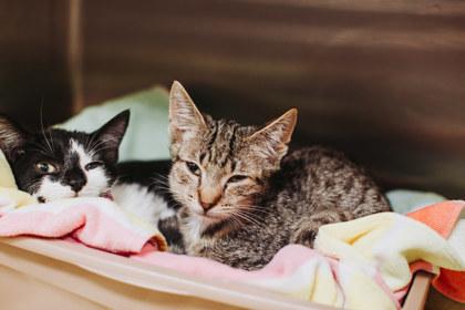 94344a Dots - Barn Cat, Adoptable, Young Female Domestic Short Hair & Domestic Short Hair.