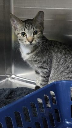 Enlarge 94344a Dots - Barn Cat, a Adoptable mixed breed in North Charleston, SC image 2/3