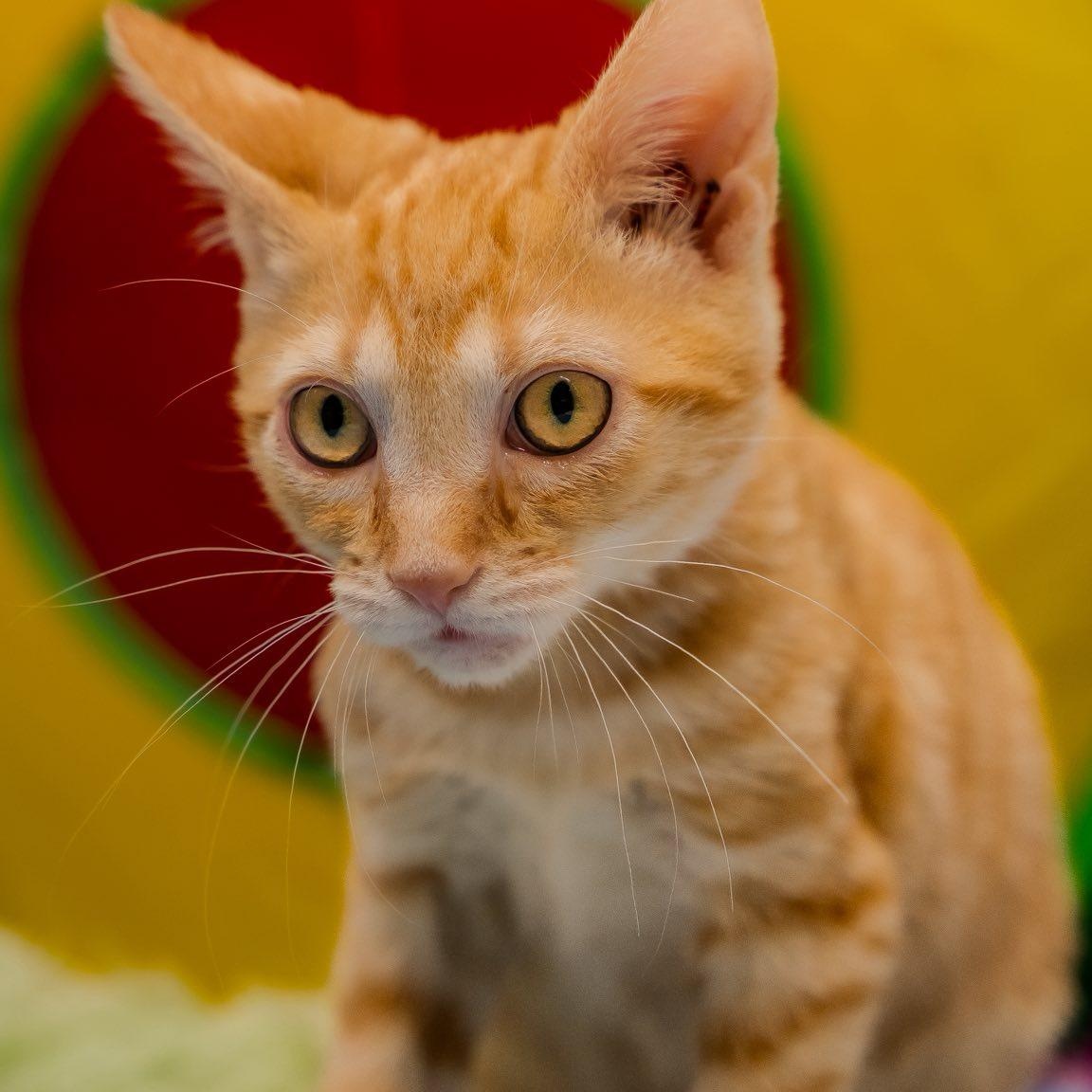 Cheeseball, ADOPTABLE, Kitten Male Domestic Short Hair.