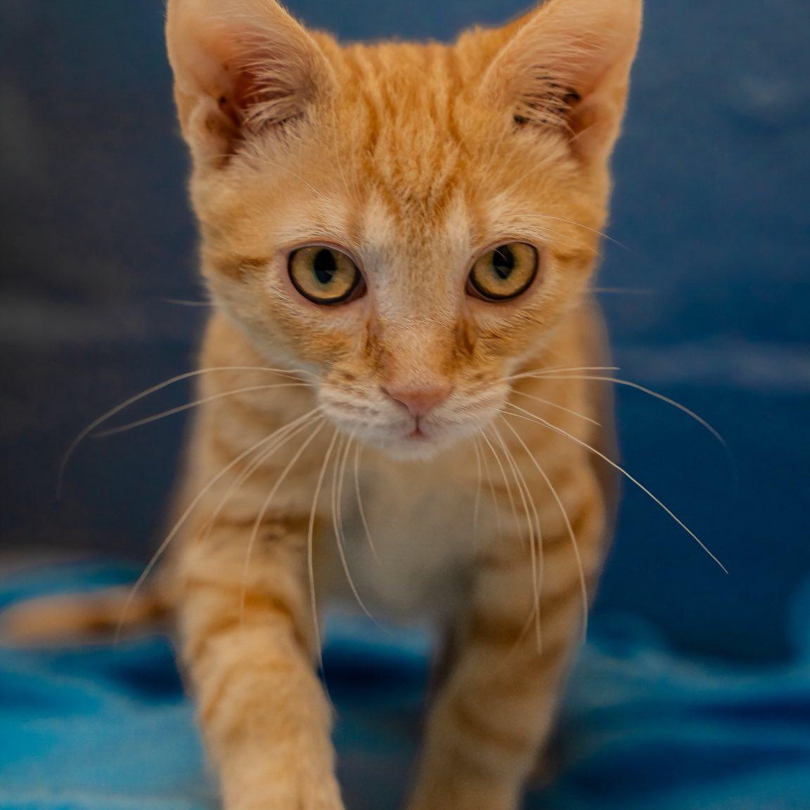 Enlarge Cheeseball, a ADOPTABLE Domestic Short Hair in Alexandria, IN image 2/2