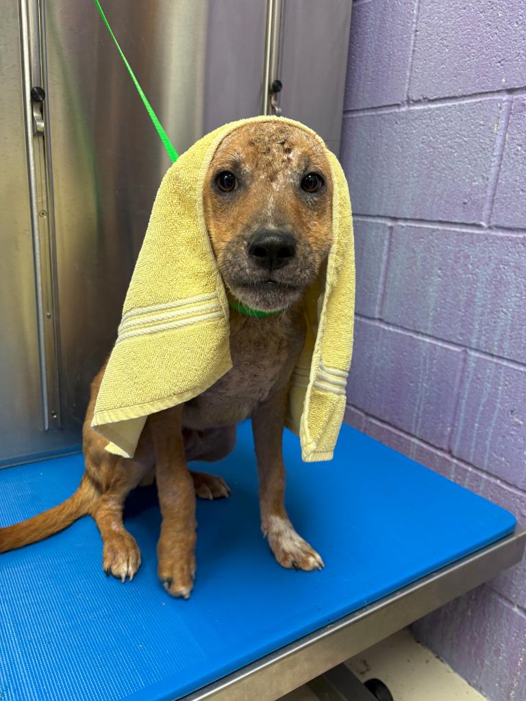 Goblin, Adoptable, Puppy Male Mixed Breed.