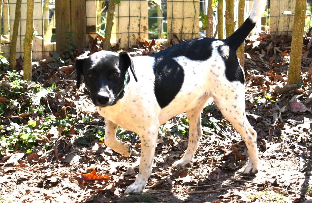 Star Year  old 25 pounds Fostering in Norwalk Uber Sweetheart photo 5