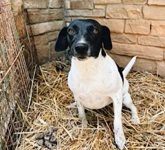 Star Year  old 25 pounds  Great Apt dog!  GREAT FAMILY DOG