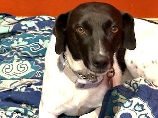 Star Year  old 25 pounds  Great Apt dog!  GREAT FAMILY DOG