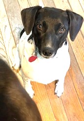 Star Year  old 25 pounds Fostering in Norwalk Uber Sweetheart photo 4