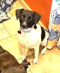 Star Year  old 25 pounds Fostering in Norwalk Uber Sweetheart photo 2