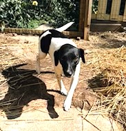 Star Year  old 25 pounds Fostering in Norwalk Uber Sweetheart photo 6