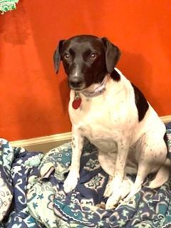 Star Year old 25 pounds Fostering in Norwalk Uber Sweetheart