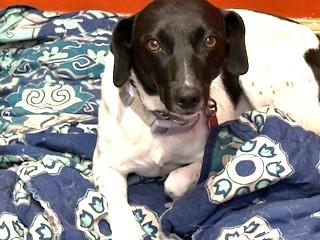 Star Year  old 25 pounds  Great Apt dog!  GREAT FAMILY DOG