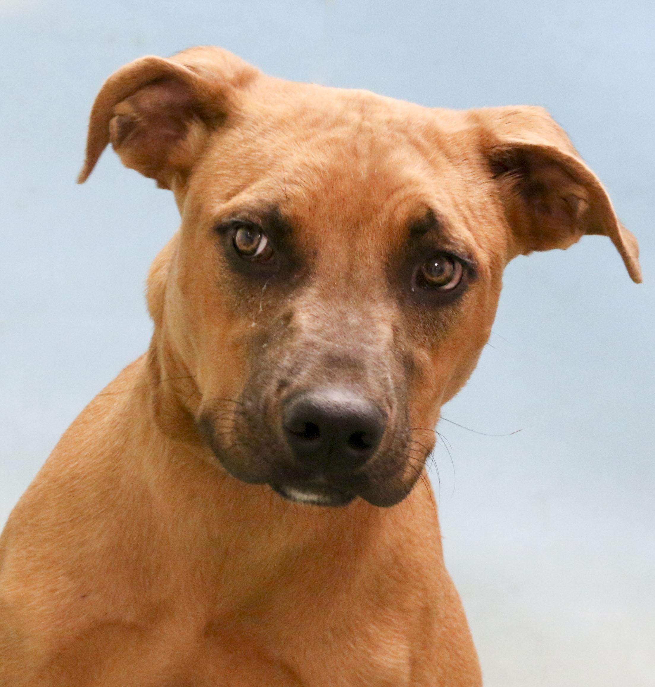 Zoe, an adoptable mixed breed in Casa Grande, AZ image 2/3