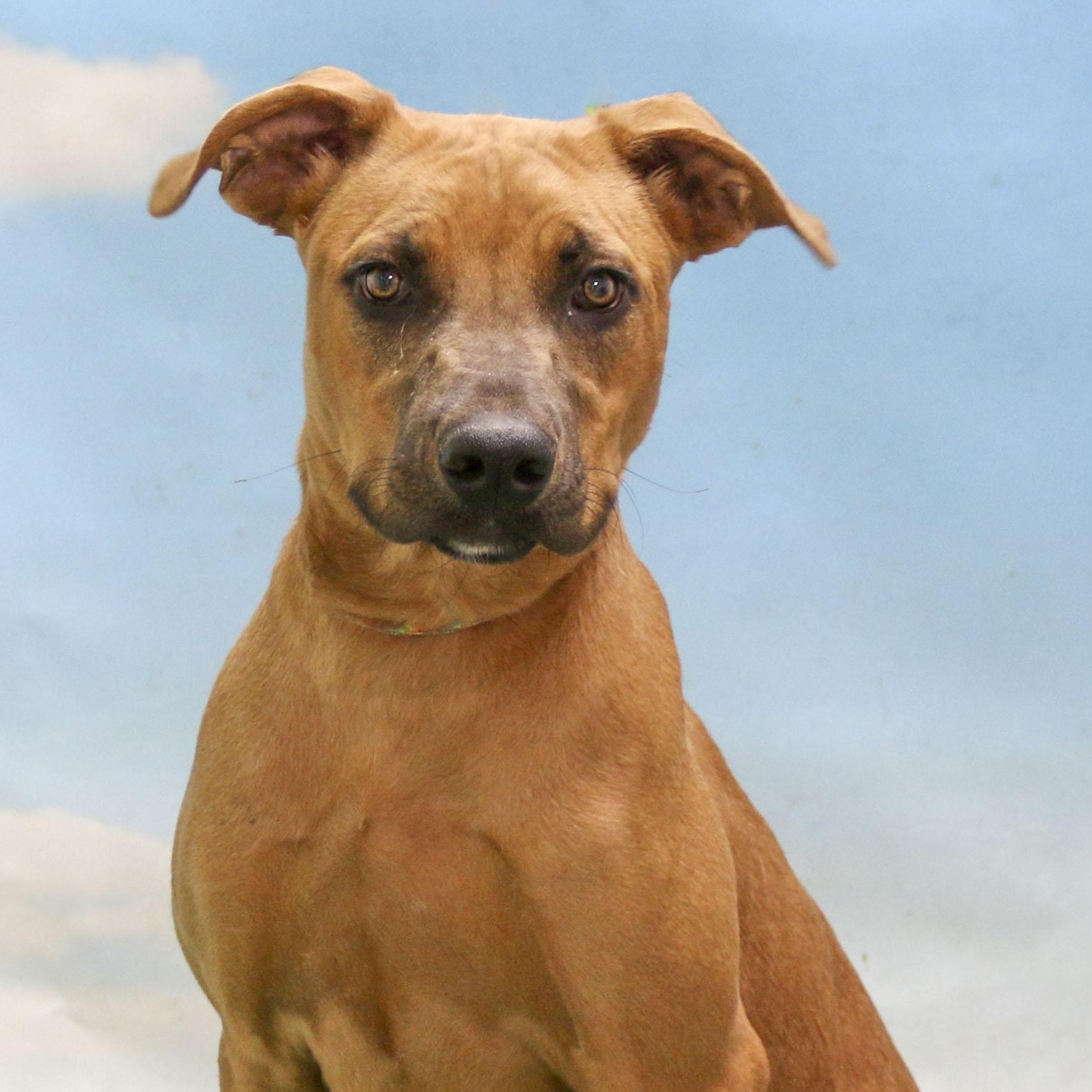 Zoe, adoptable, Young Female Black Mouth Cur.