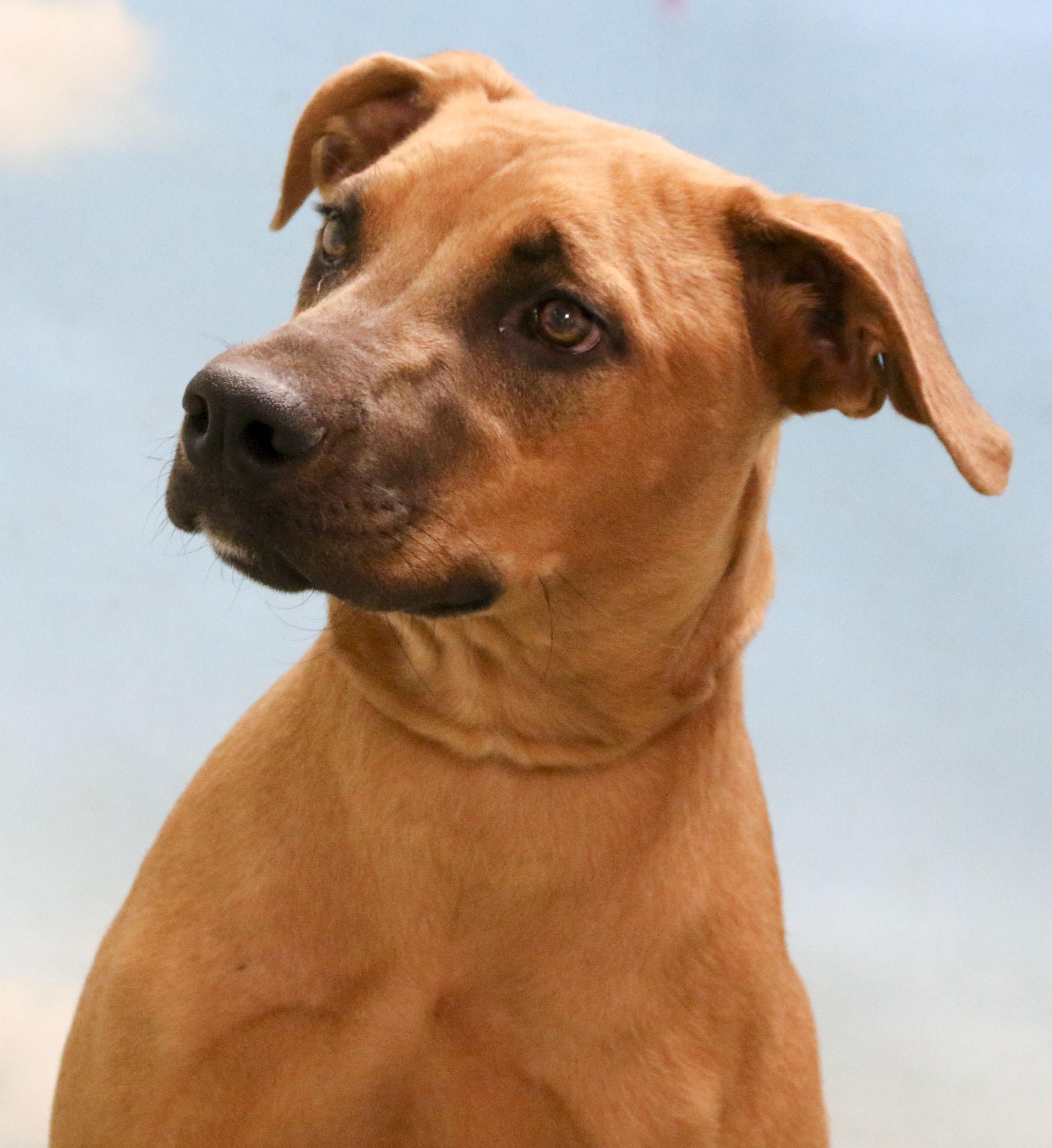 Zoe, an adoptable mixed breed in Casa Grande, AZ image 3/3