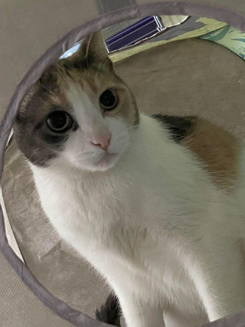 Harley, Adoptable, Adult Female American Shorthair.