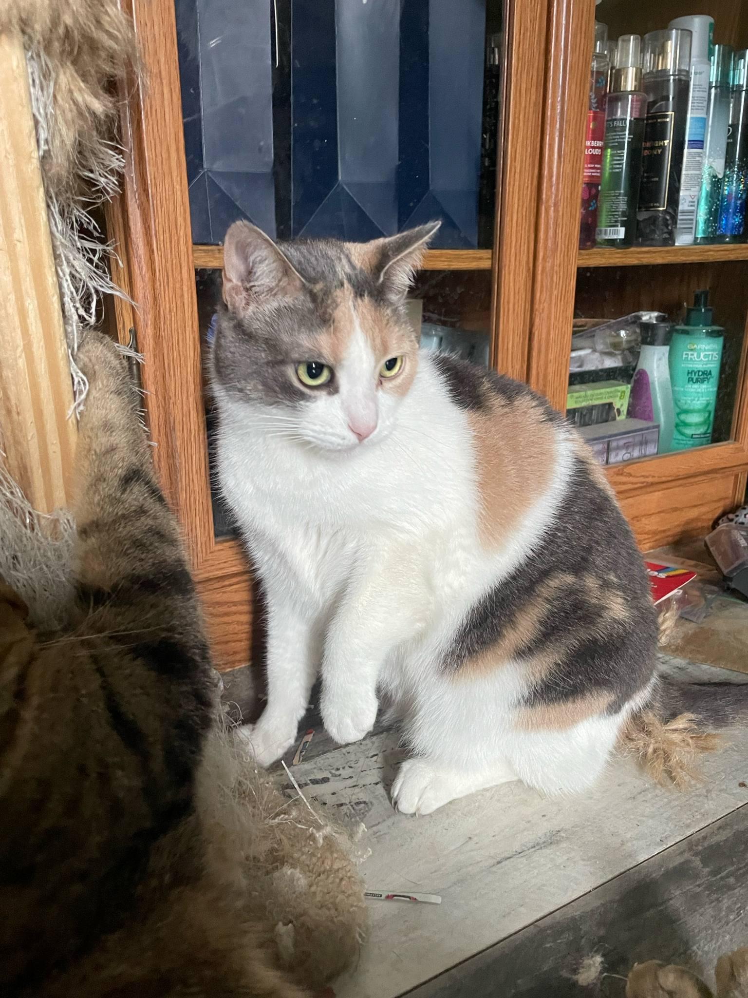 Enlarge Harley, a Adoptable American Shorthair in Chatham, ON image 5/6