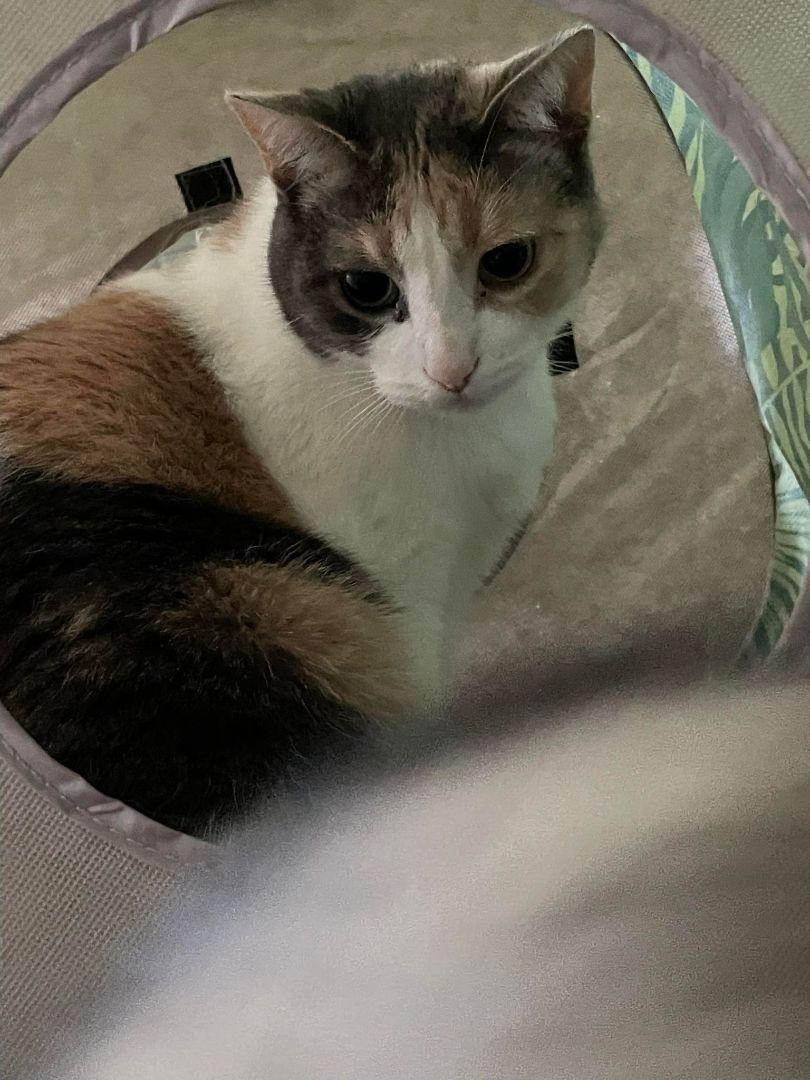 Enlarge Harley, a Adoptable American Shorthair in Chatham, ON image 4/6