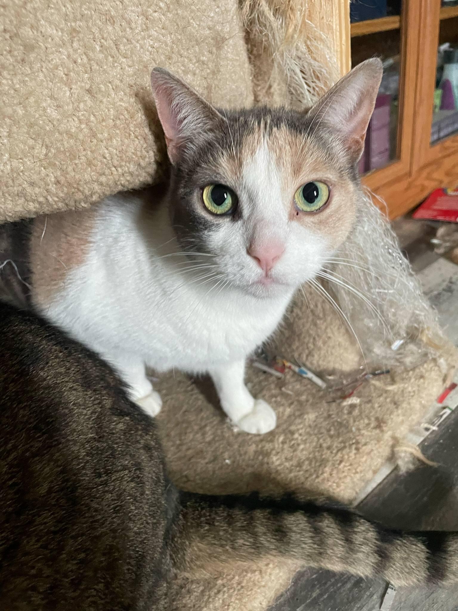 Enlarge Harley, a Adoptable American Shorthair in Chatham, ON image 3/6